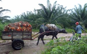 La industria de la palma de aceite en Colombia Fotografía de Daniel Hawkins